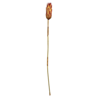 Vickerman 18-24" Red (Natural) Repens on Reed Stem - Sleeved 10 stems Dried