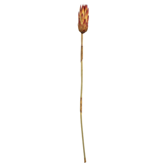 Vickerman 18-24" Red (Natural) Repens on Reed Stem - Sleeved 10 stems Dried