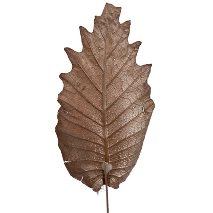 Vickerman Natural Botanicals 20" Oak Leaf Natural on Natural Ting Ting. Includes 100 pieces per Pack.