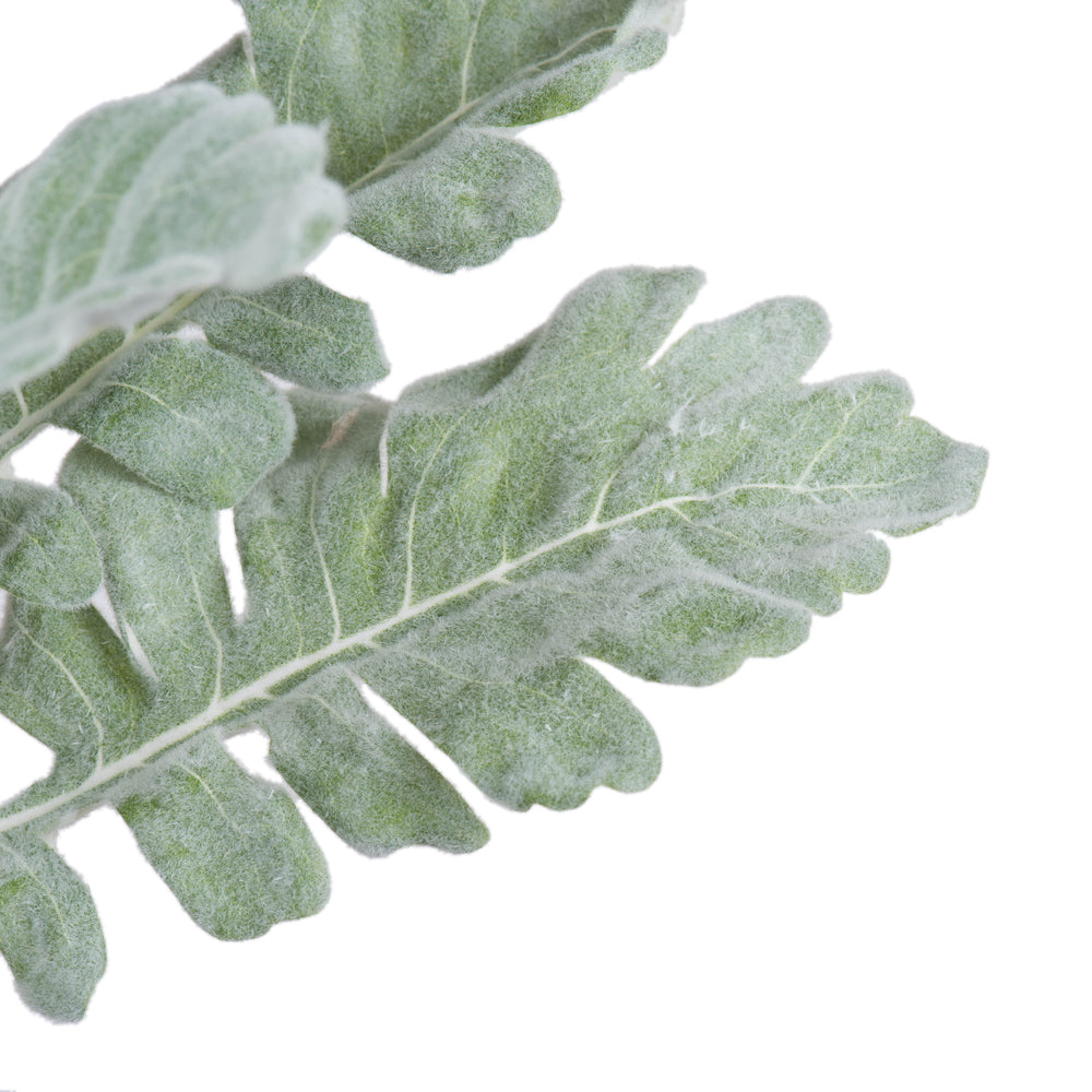 Vickerman 17'' Artificial Green Dusty Miller Spray. Includes 3 sprays per pack.
