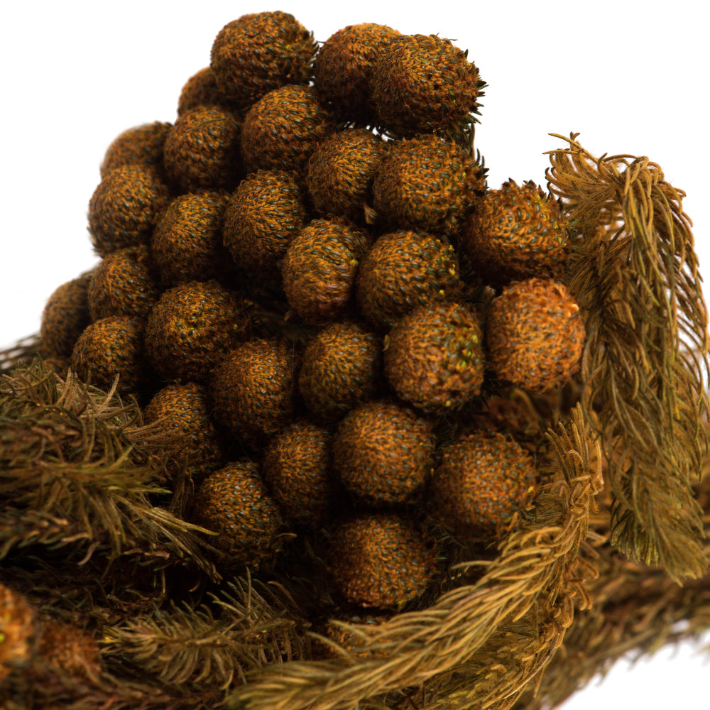 Vickerman 12-16" Autumn Brunia 4 oz Preserved