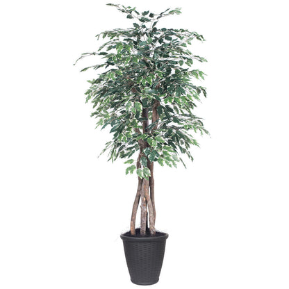 Vickerman 6' Artificial Variegated Ficus Executive Gray Round Plastic Container.
