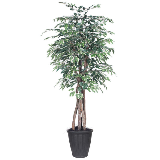 Vickerman 6' Artificial Variegated Ficus Executive Gray Round Plastic Container.