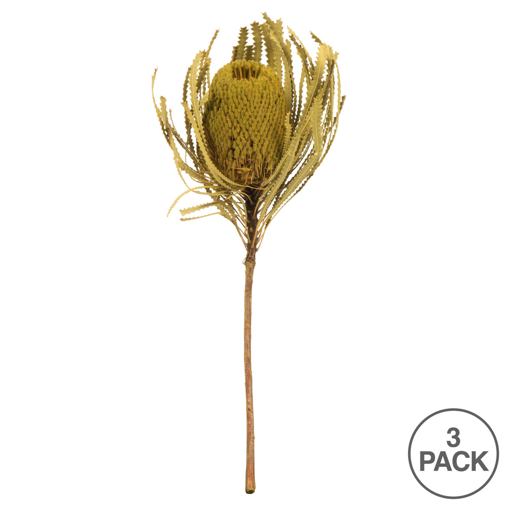 Vickerman 12" Jumbo Basil Banksia Flower with Stem. Includes 3 Stems per Pack. Dried