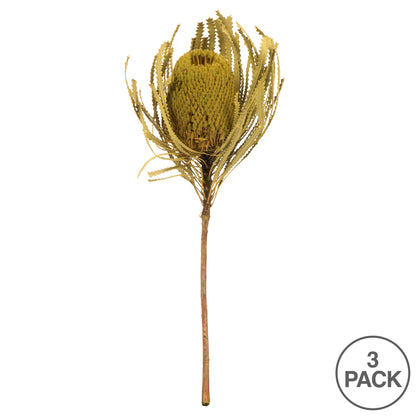 Vickerman 12" Jumbo Basil Banksia Flower with Stem. Includes 3 Stems per Pack. Dried