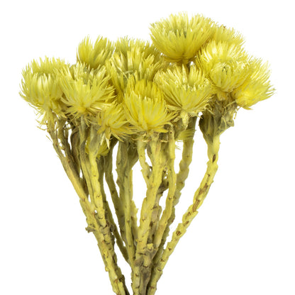 Vickerman 13-14" Yellow Everlasting Flowers approximately 23 blooms Dried