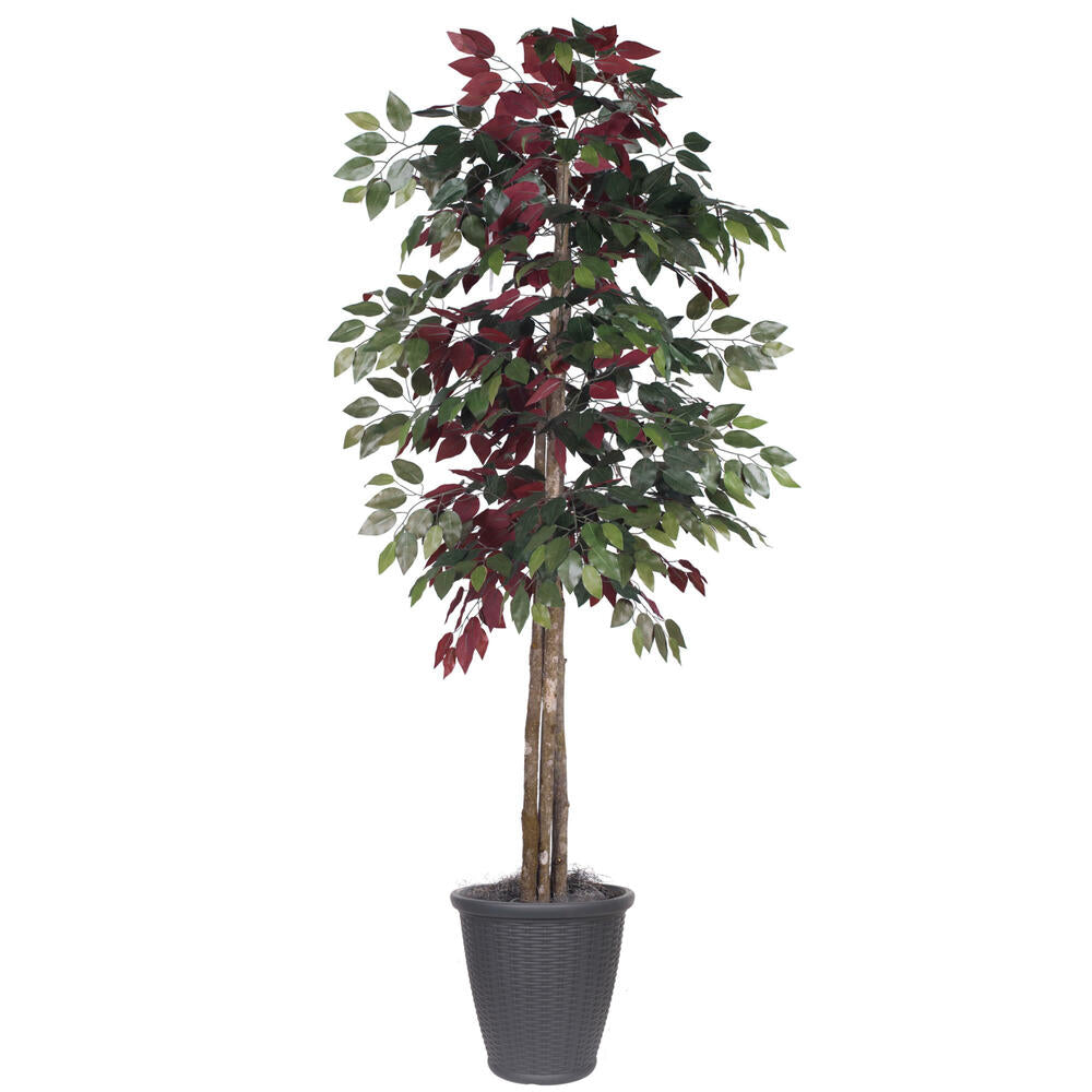 Vickerman 6' Artificial Capensia Deluxe Tree Gray Round Plastic Container.