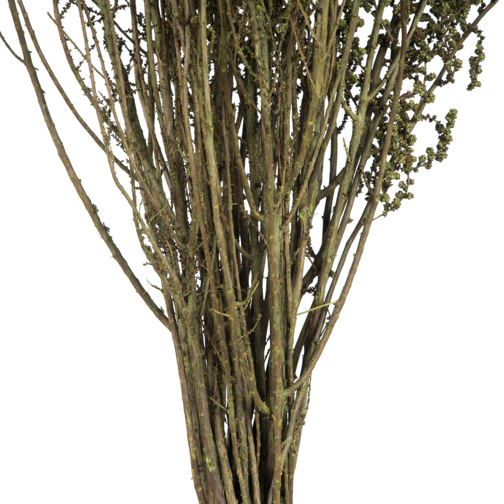 Vickerman 14-18" Spring Green Stoebe Bundle Preserved