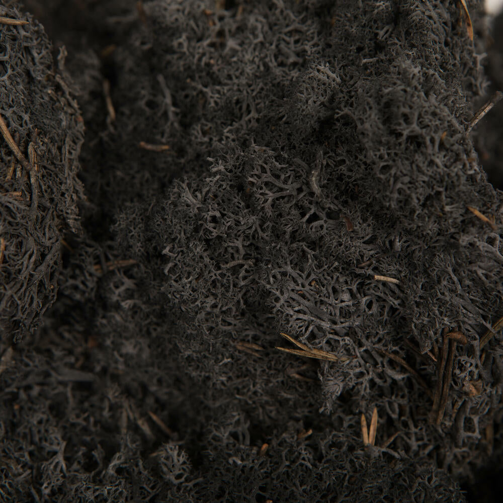 Vickerman Black Preserved Reindeer Moss 2 Lbs per Box