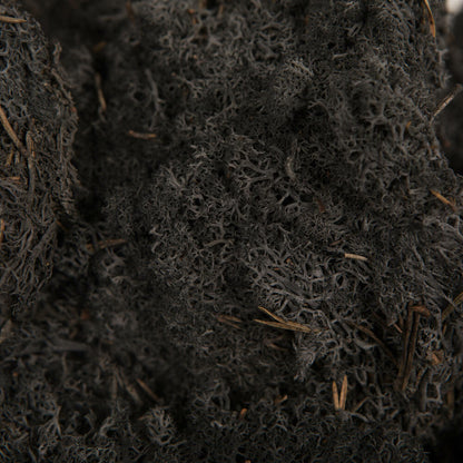 Vickerman Black Preserved Reindeer Moss 2 Lbs per Box