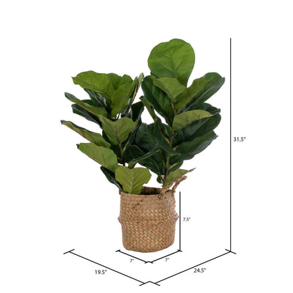 Vickerman 31" Two Stem Green Fiddle Leaf in Woven Basket. The pot measures 7" x 7" x 7.5".