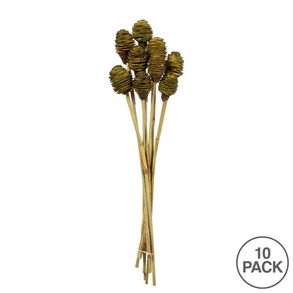 Vickerman 18-24" Basil Platy Cone on Reed Stem 10 stems Dried