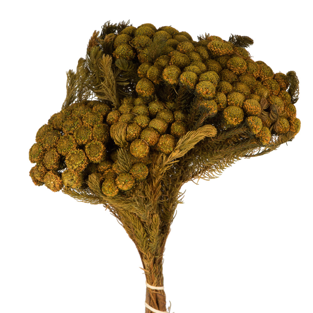 Vickerman 12-16" Aspen Gold Brunia 4 oz Preserved
