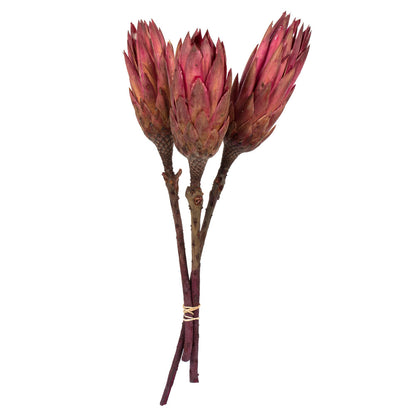 Vickerman 8-12" Erica Pink Repens - Natural Stem - Bulk case 180 pieces Dried