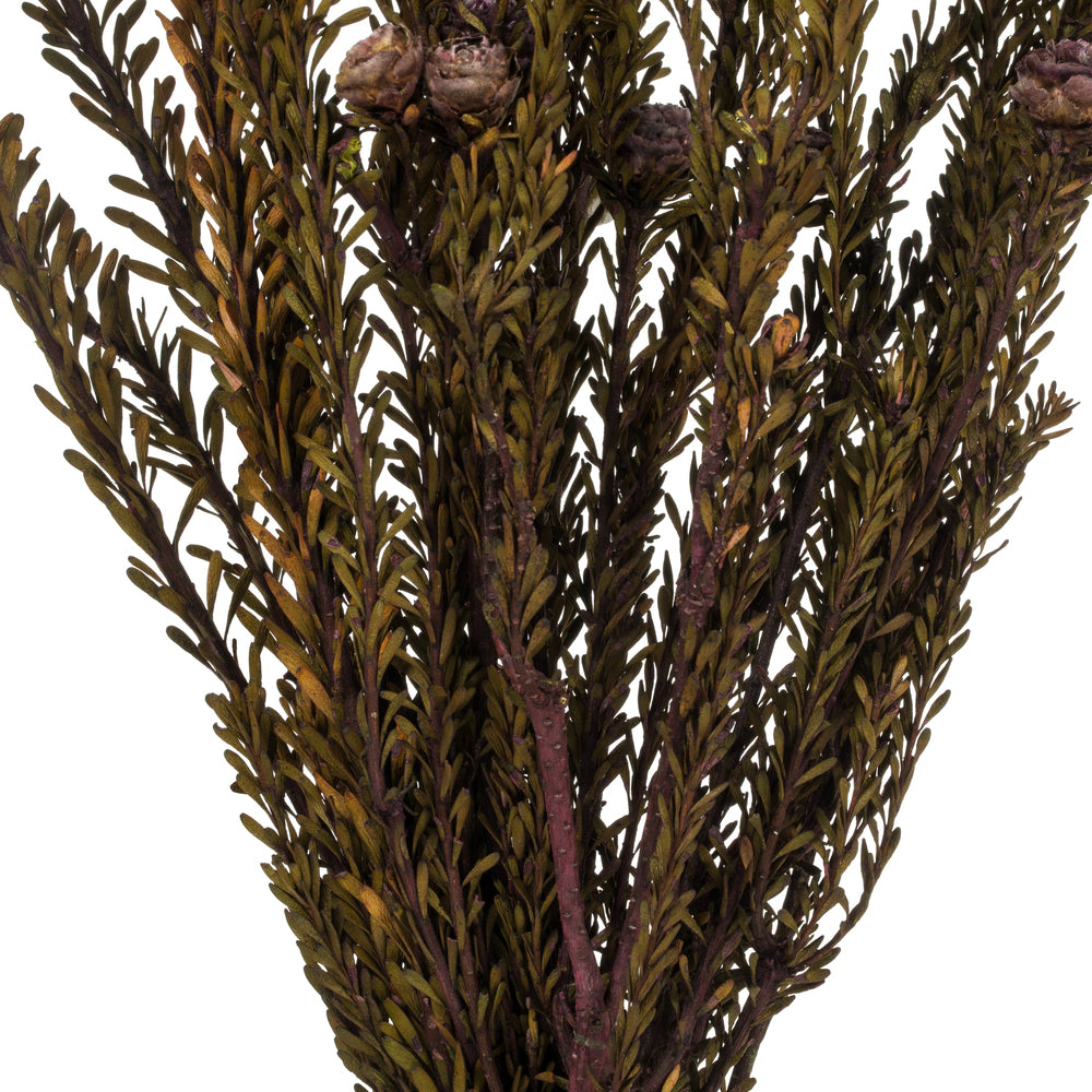 Vickerman 12" Violet Tortum Bundle Female Preserved