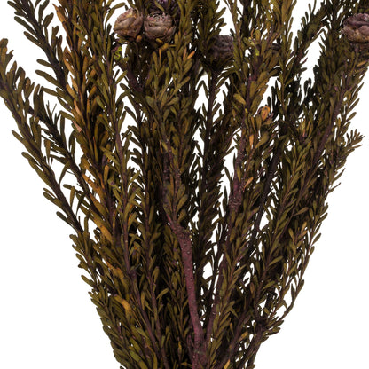 Vickerman 12" Violet Tortum Bundle Female Preserved