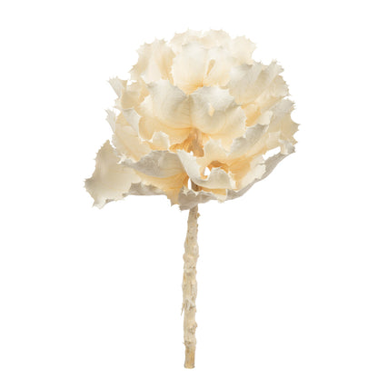 Vickerman 8" flower Bleached Queen Flower 1 stem Dried