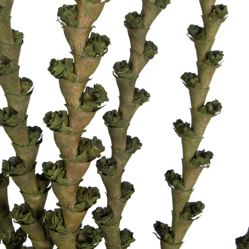 Vickerman 40-48" Green Ladder Branches. Includes 7 Extra Large Straight Branches Dried