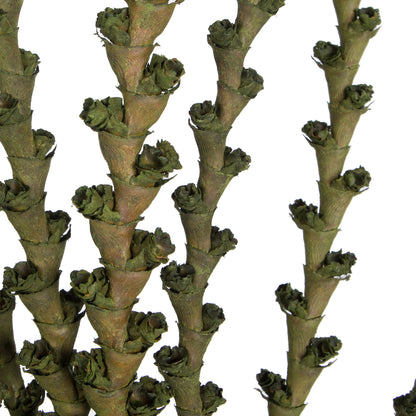 Vickerman 40-48" Green Ladder Branches. Includes 7 Extra Large Straight Branches Dried