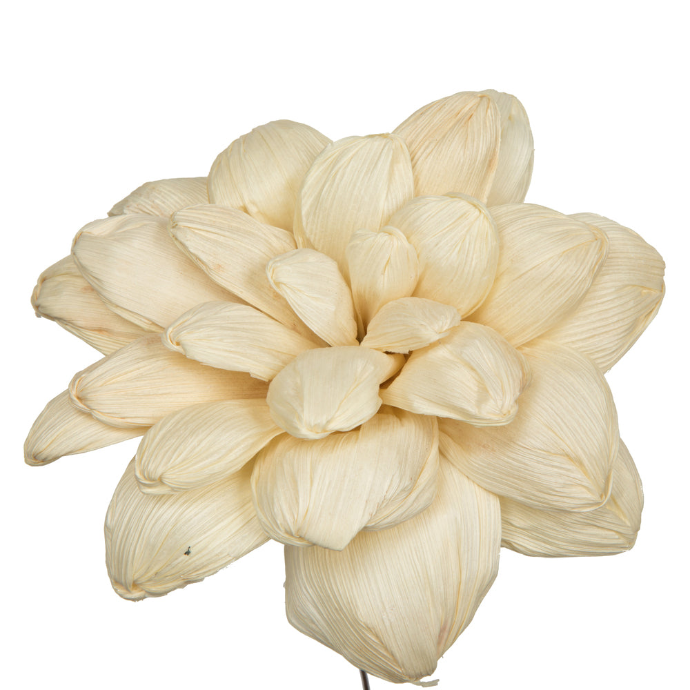 Vickerman Natural Botanicals 6" Bleached Maize Dahlia on 18" wire stem- 6 stem/bag. Dried and preserved.