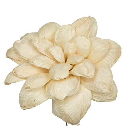 Vickerman Natural Botanicals 6" Bleached Maize Dahlia on 18" wire stem- 6 stem/bag. Dried and preserved.