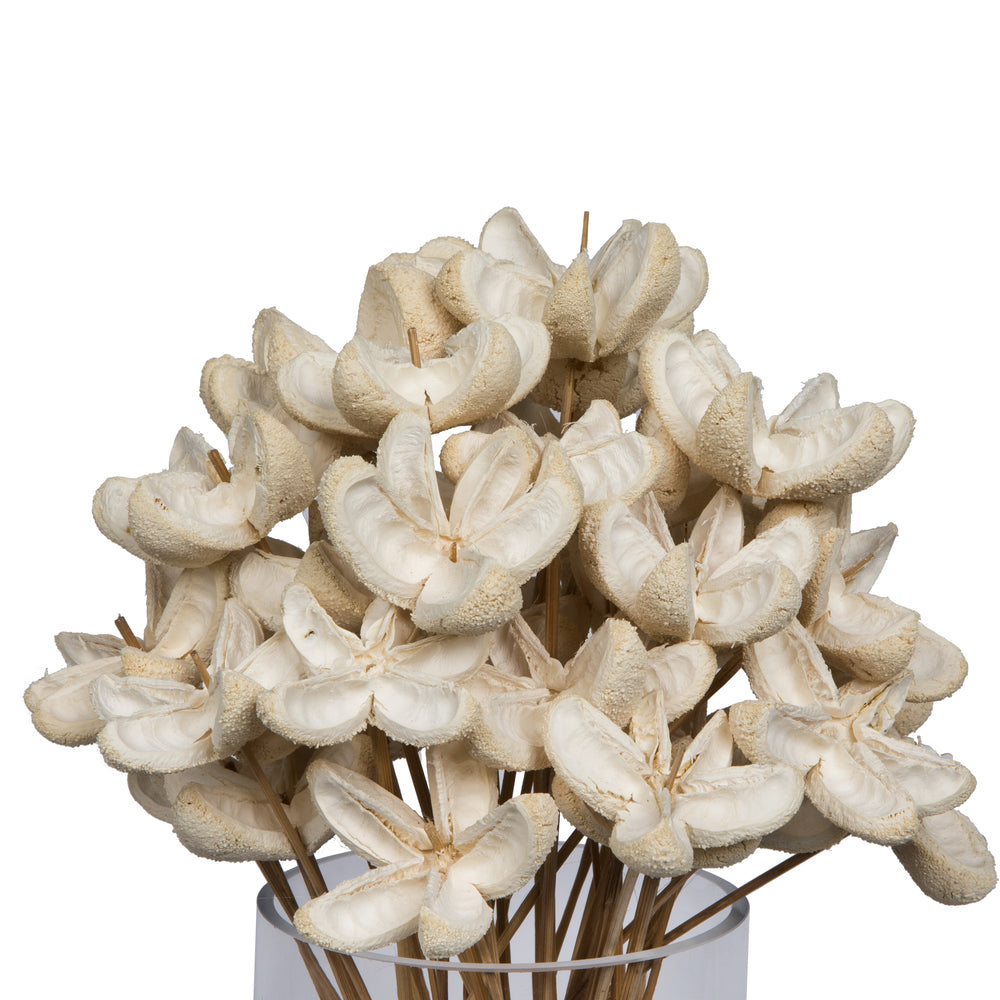 Vickerman Natural Botanicals 20" Bullet Flower Bleached on Stem. Includes 50 Stems per pack.