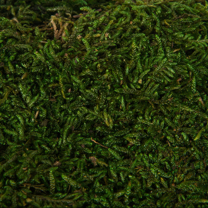 Vickerman Tray of Green Sheet Moss Preserved
