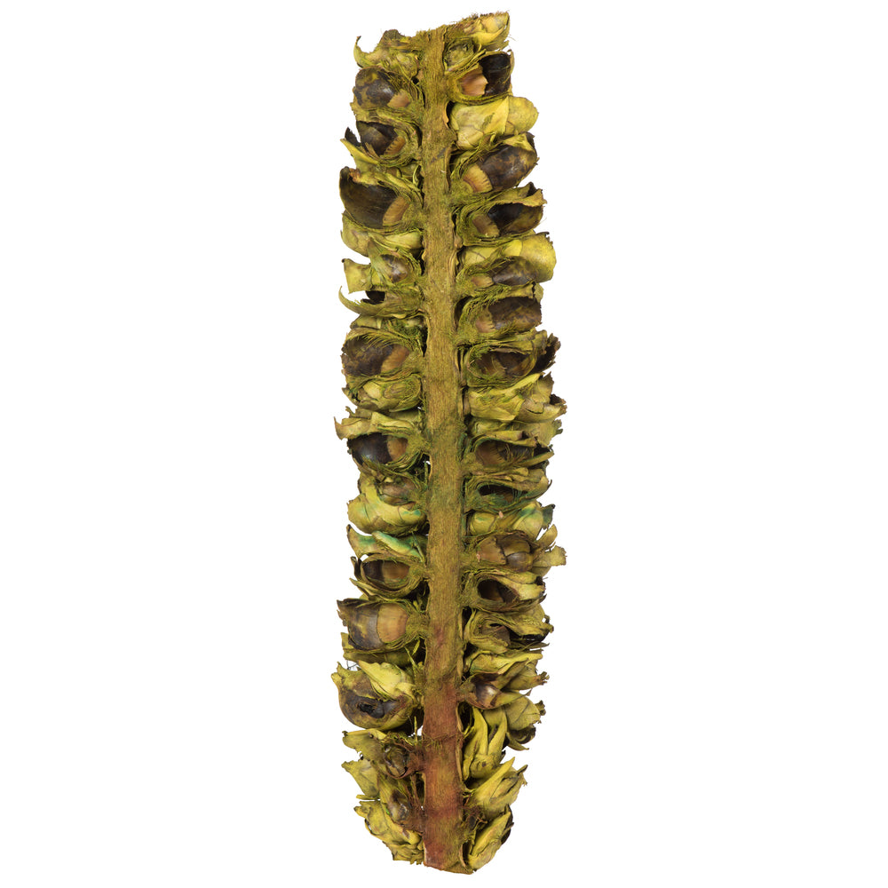Vickerman 26-28" Basil Giant Seed Pod - Half