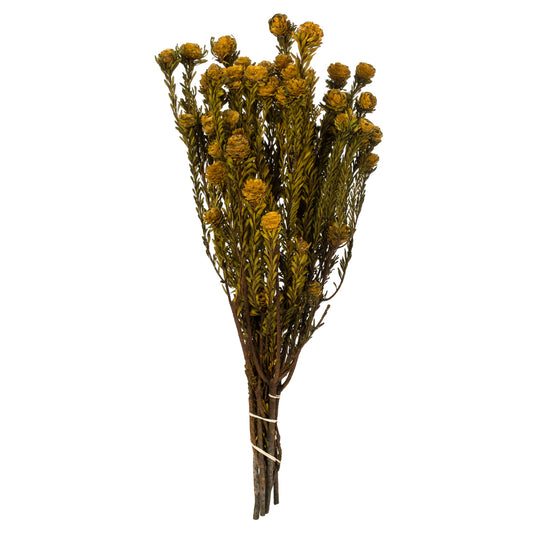 Vickerman 12" Aspen Gold Tortum Bundle Female Preserved