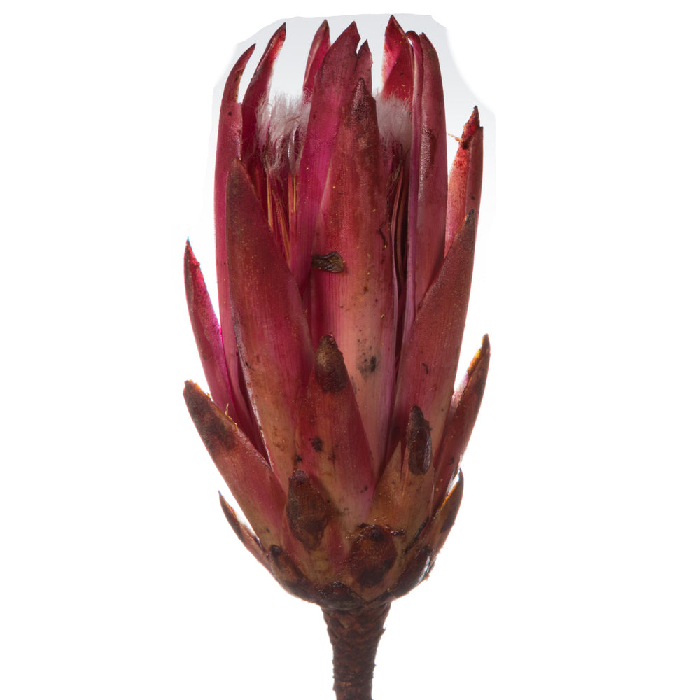 Vickerman 14" Erica Pink Repens on a Natural Stem.  Includes 6 Stems per Bundle Dried