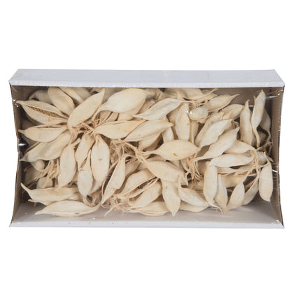 Vickerman Natural Botanicals 3" Brachychiton Bleached 1.1 lb per tray