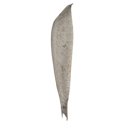 Vickerman 24-30" White Wash Palm Paddle. Includes 3 Paddle per Pack Dried