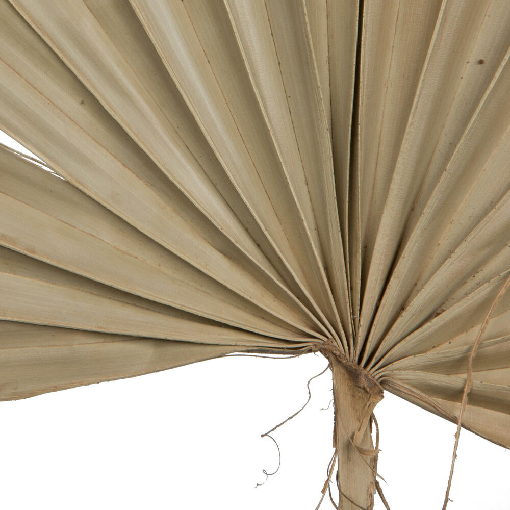 Vickerman Natural Botanicals 30" Natural Dried Super Palm Sun Spear- 12 stem/polybag. Preserved.