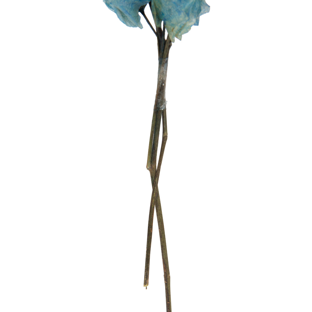 Vickerman 13.5-17" Light Blue Dried Cara Blossom Bundle Preserved.