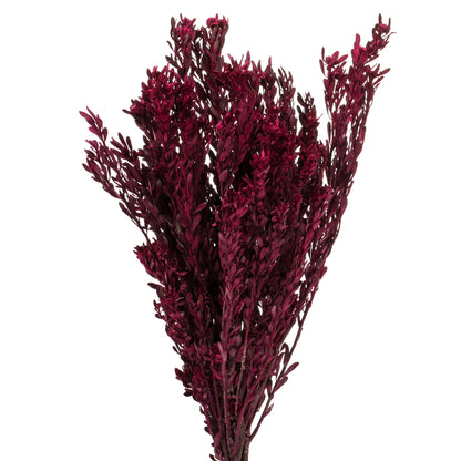 Vickerman 18-20" Merlot Pubescens 5 oz Bundle Preserved