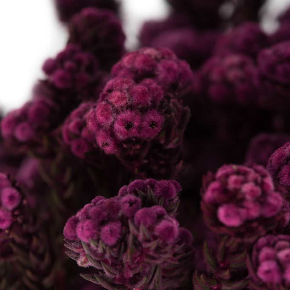 Vickerman 16-22" Purple Orchid Cotton Phylica Flower 4-5 oz Bundle Preserved