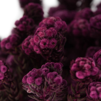 Vickerman 16-22" Purple Orchid Cotton Phylica Flower 4-5 oz Bundle Preserved