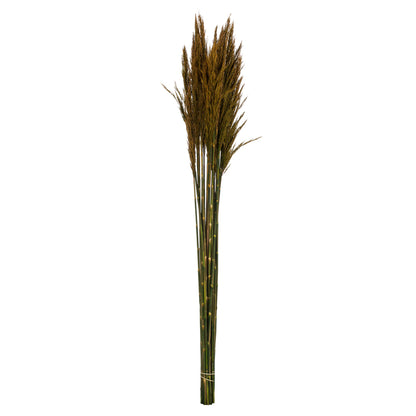 Vickerman 36" Aspen Gold Plume Reed Bundle (15-20 stems) Preserved