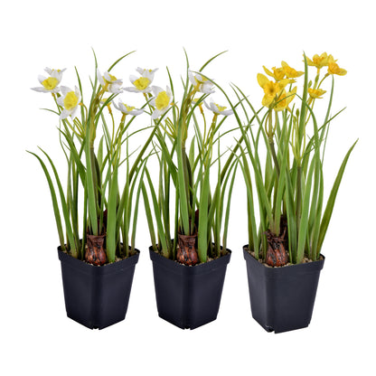 Vickerman 12" Artificial Daffodils in Black Plastic Planters Pots Set of 3.