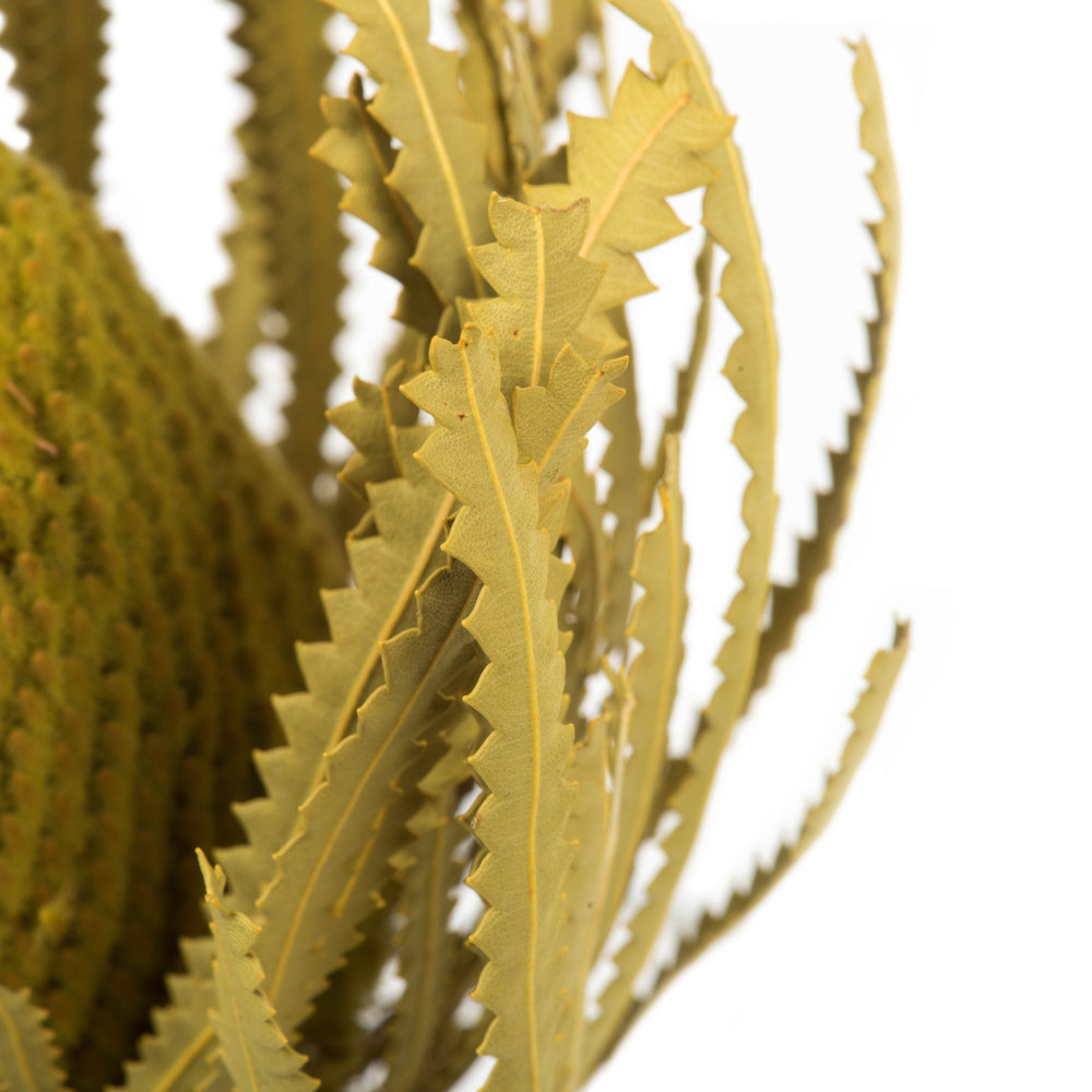 Vickerman 12" Jumbo Basil Banksia Flower with Stem. Includes 3 Stems per Pack. Dried