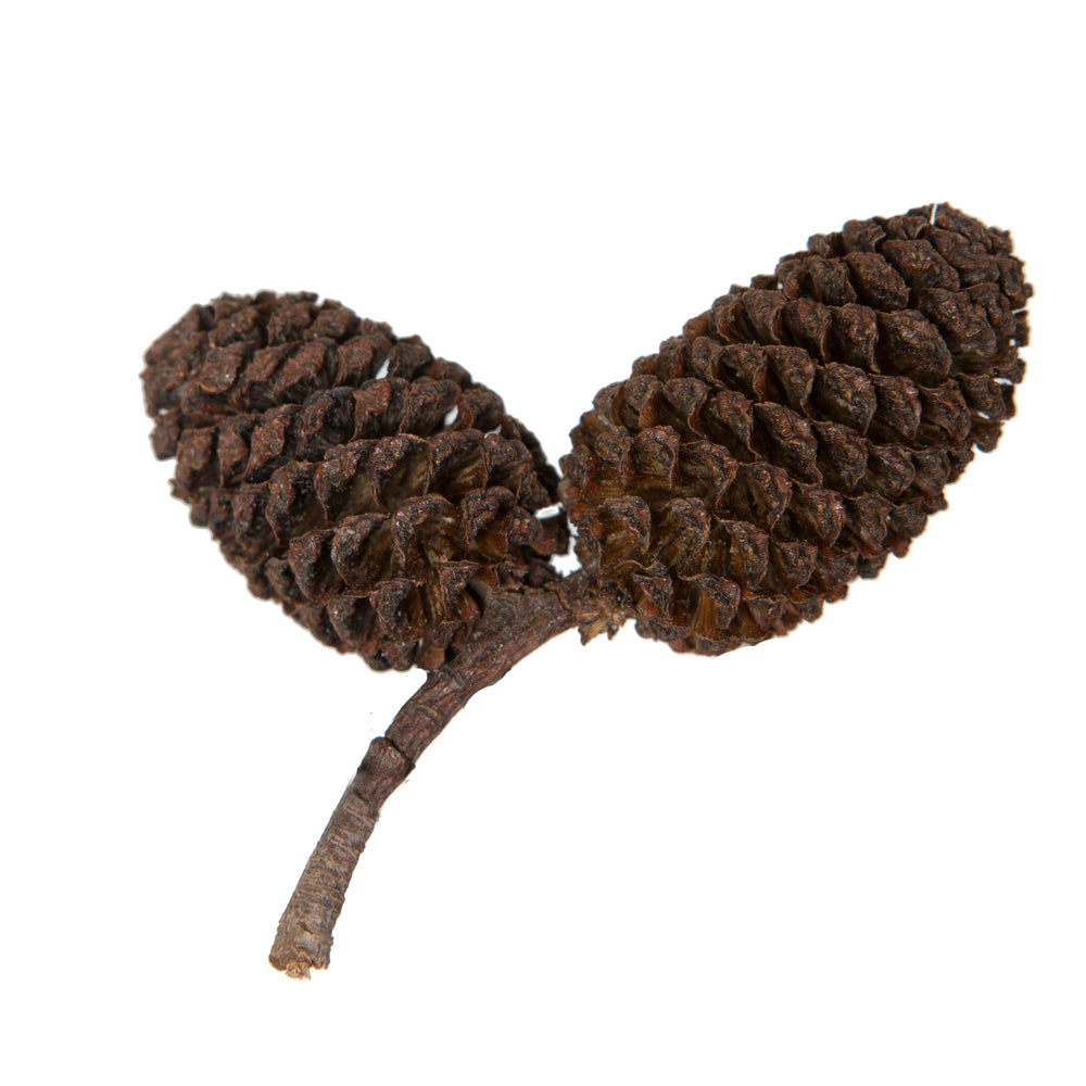 Vickerman Natural Botanicals 0.8" Birch Pine Natural. Includes 1 kilogram of product per unit.