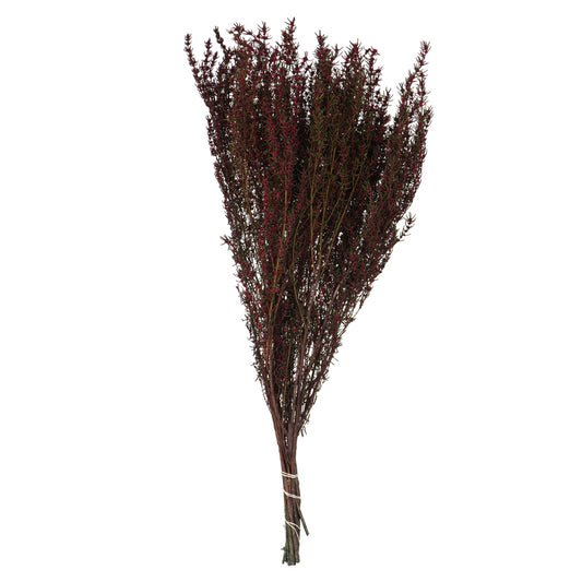Vickerman 22-26" Merlot Grabia 5-6 oz Bundle Preserved