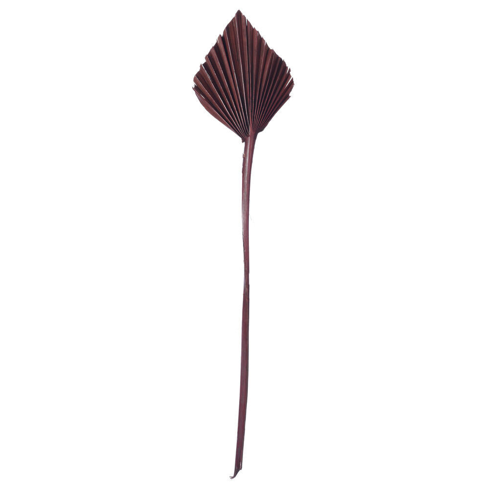 Vickerman Natural Botanicals 15.75 - 19.5" Chocolate Dried Palm Spear 12 per bag.
