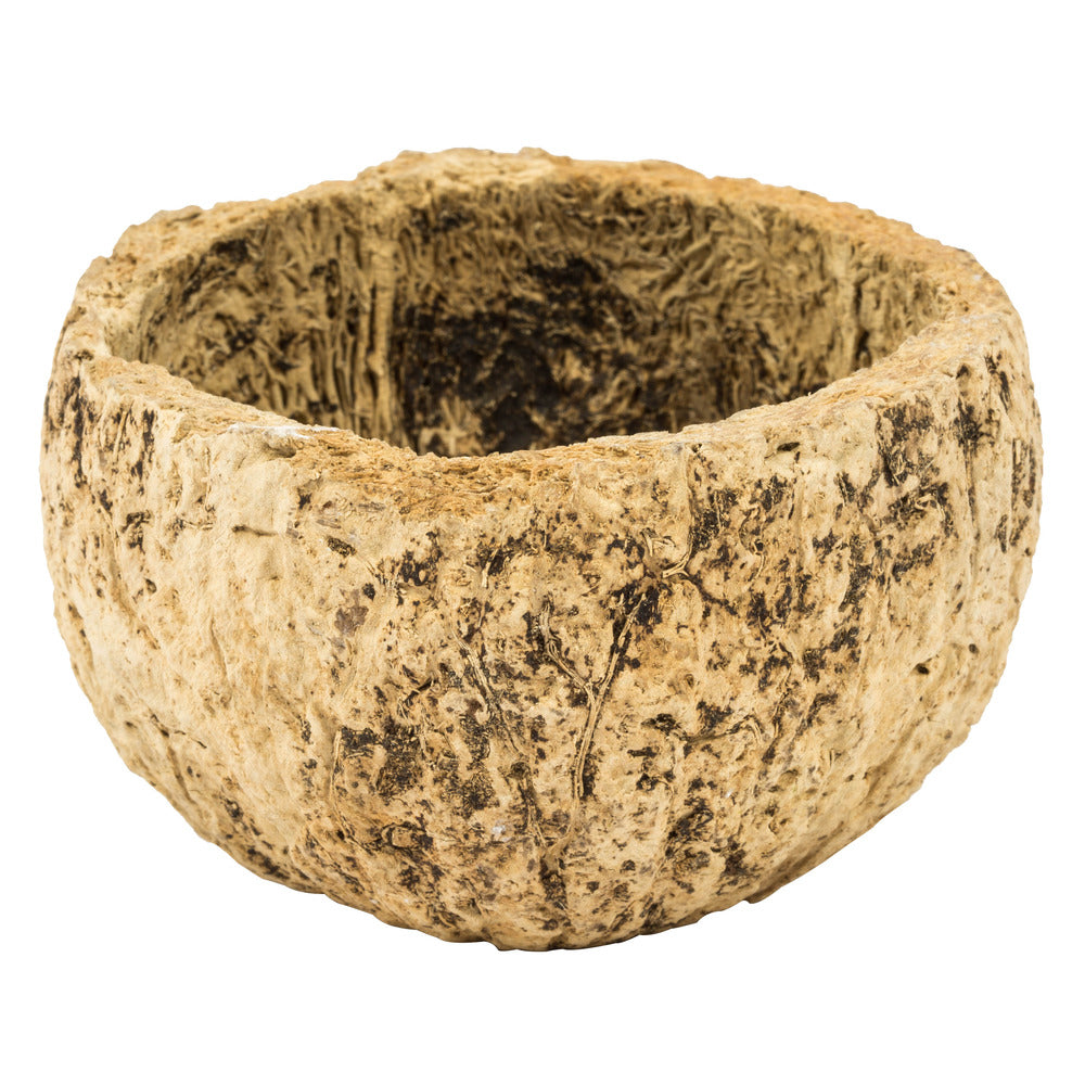 Vickerman 3"  Half Bleached Mayan Coconut 10 per Pack Dried
