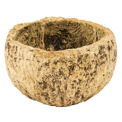 Vickerman 3"  Half Bleached Mayan Coconut 10 per Pack Dried