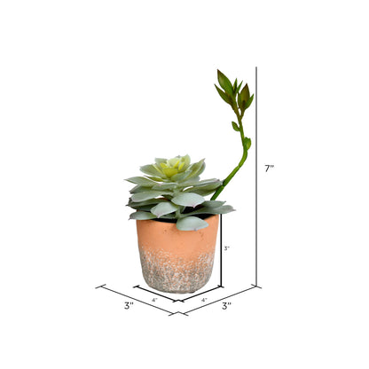 Vickerman Set of 4 Assorted 7" Artificial Potted Succulents Set of 4