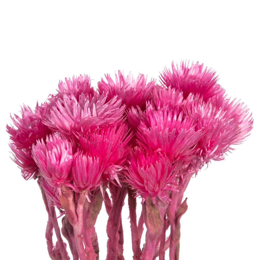 Vickerman 13-14" Bright Pink Everlasting Flowers approximately 23 blooms Dried