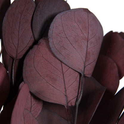 Vickerman Natural Botanicals 18-20" x 8" Eucalyptus Populus Red 100 grams per unit