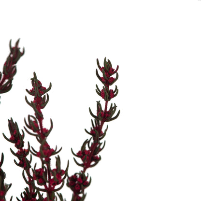 Vickerman 22-26" Merlot Grabia 5-6 oz Bundle Preserved