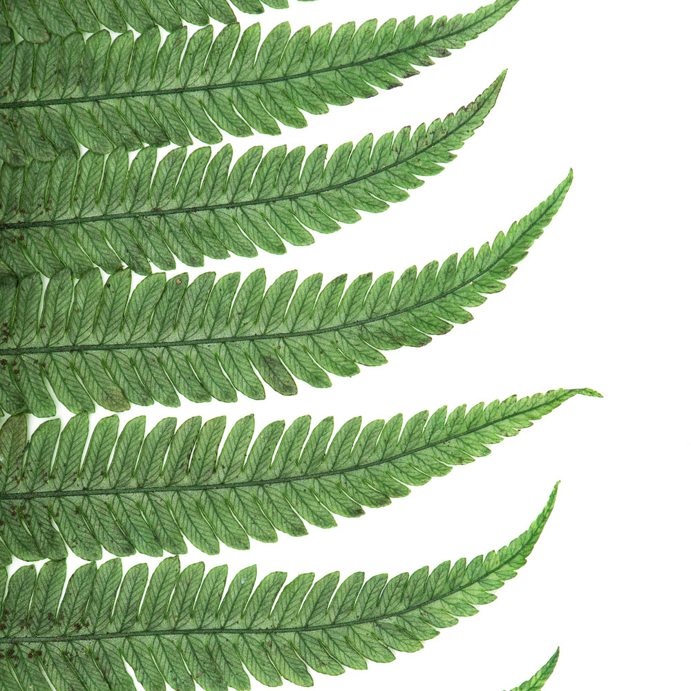 Vickerman 16-18" Fern Green Fern- Parchment 10 stems Preserved